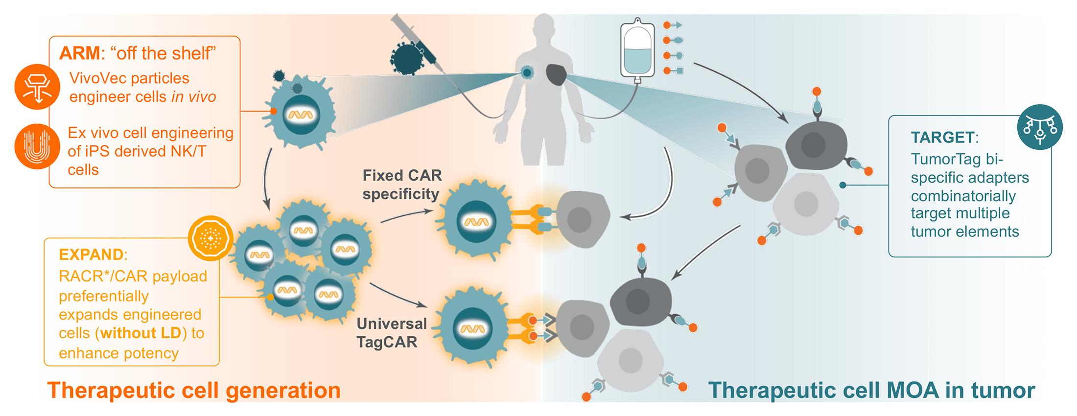 Integrated in vivo cell therapy Chart